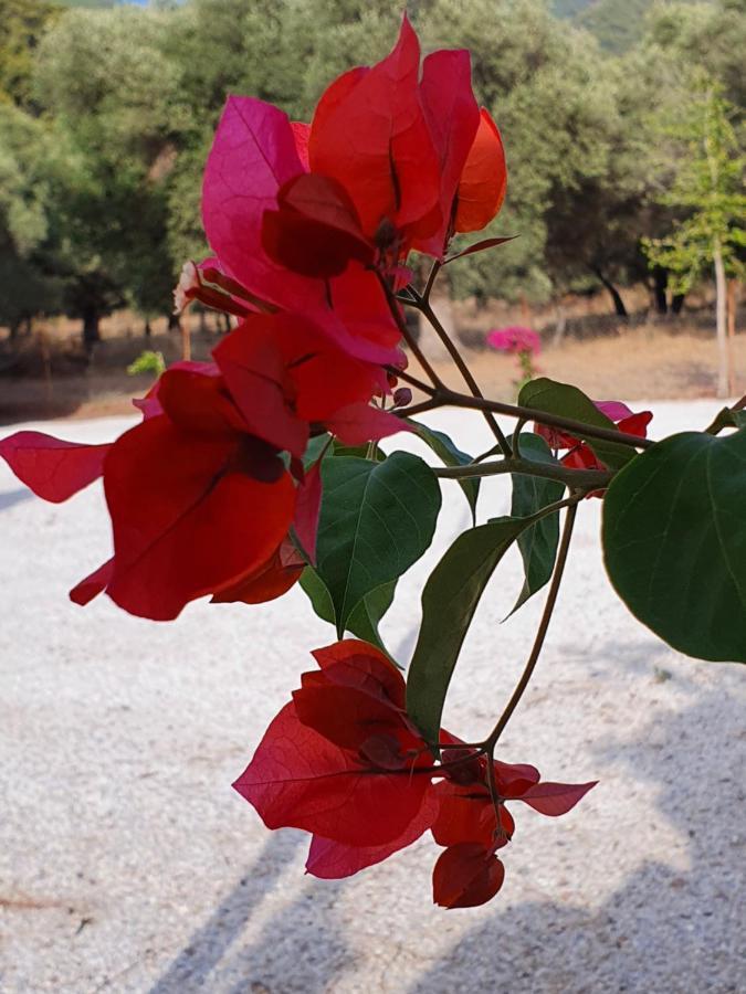 Olive Tree Apart Hotel Mugla Exterior photo